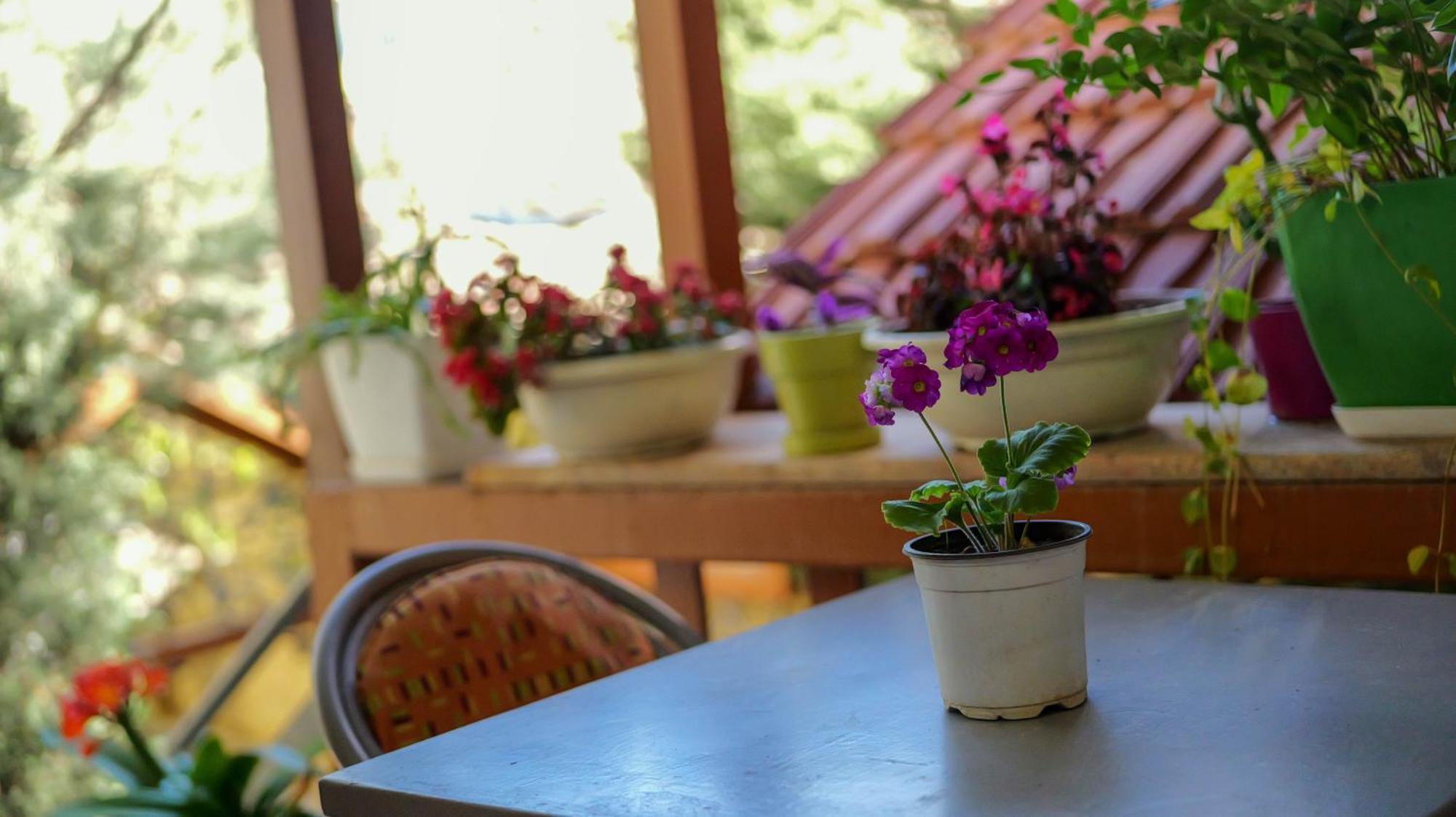 Shkodra Guest House & Trips Bagian luar foto